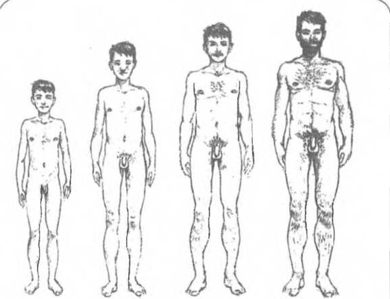 Dimensiunea penisului in functie de varsta