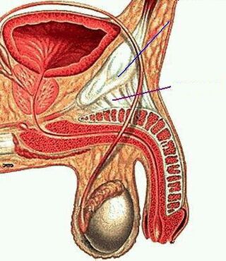 anatomia membrului masculin